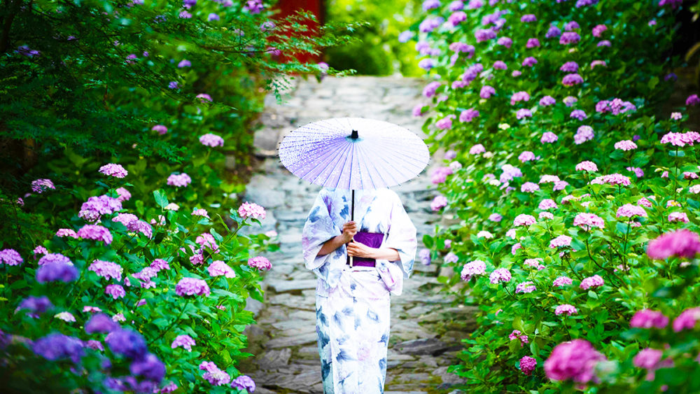 紫陽花の咲く通りを歩く大和撫子