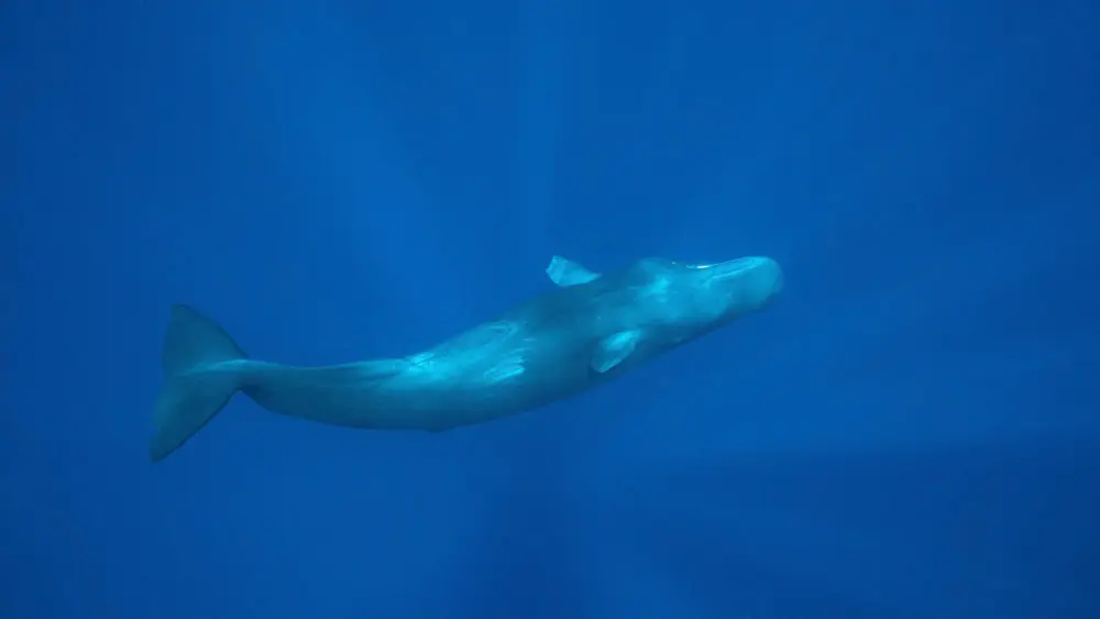 マッコウクジラ