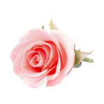 白い背景にピンクのバラ